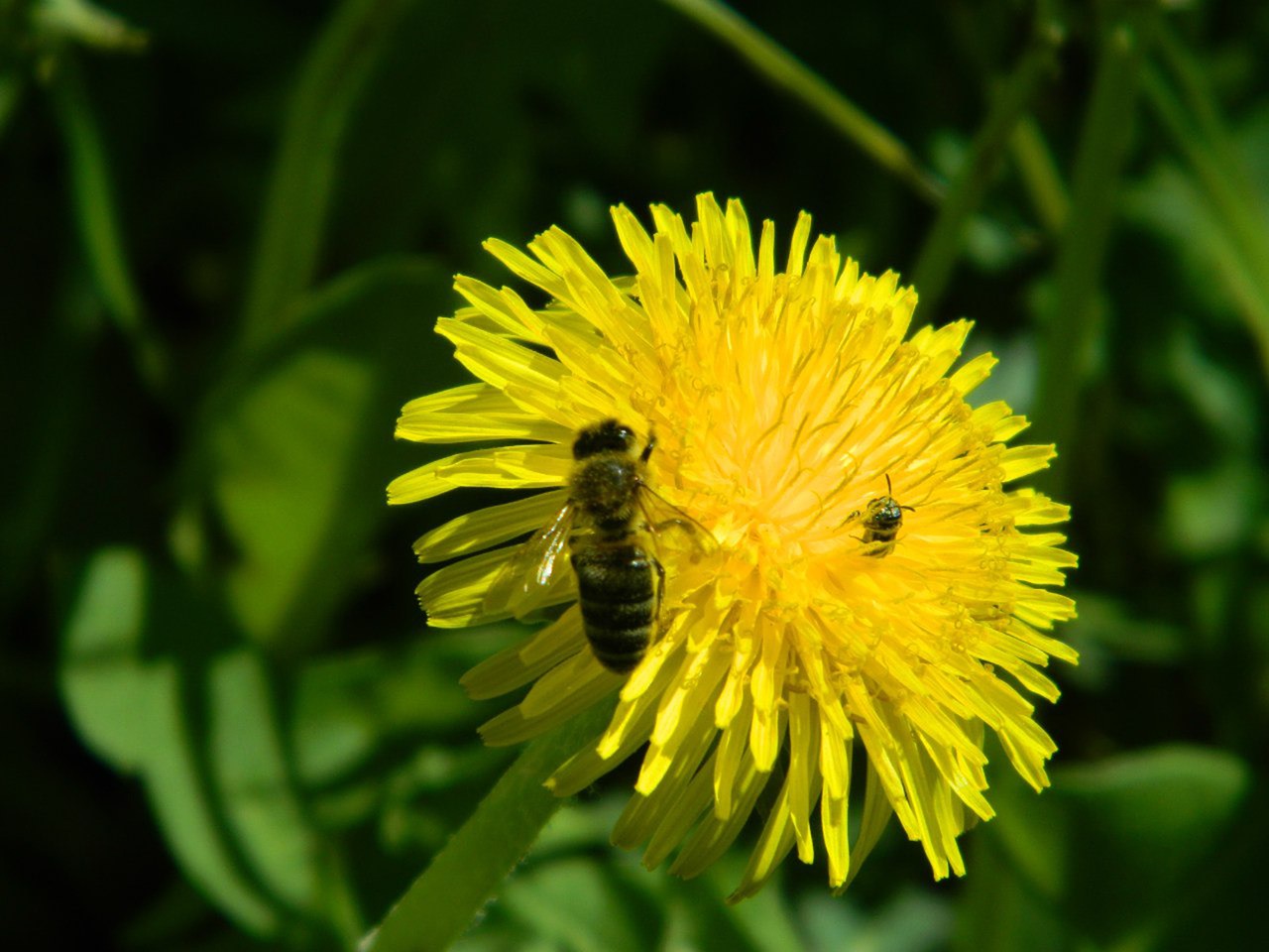 flowers insects bee free photo