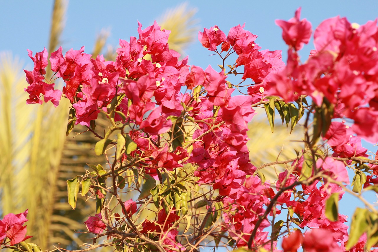 flowers pink plant free photo