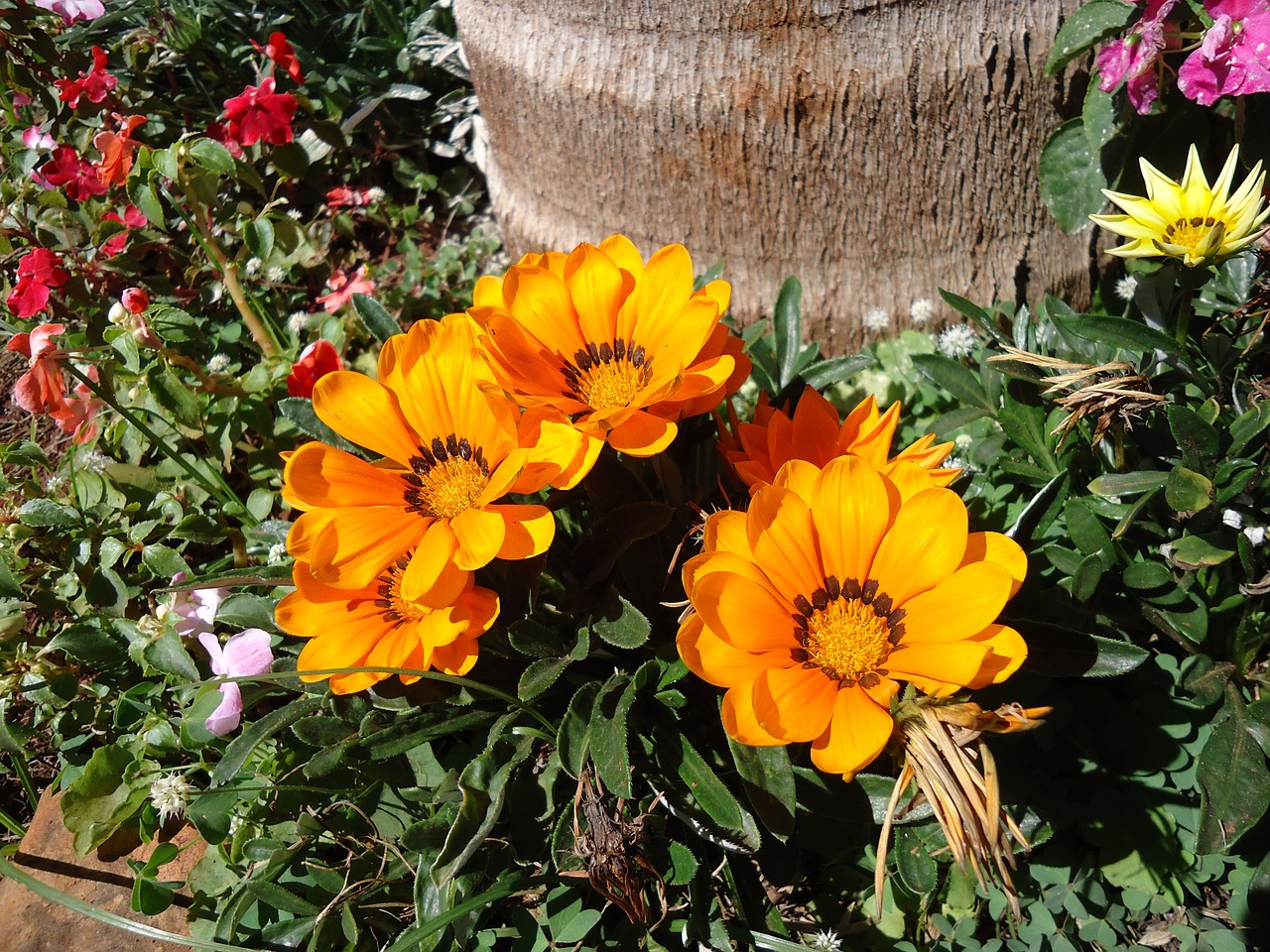 flowers yellow garden free photo