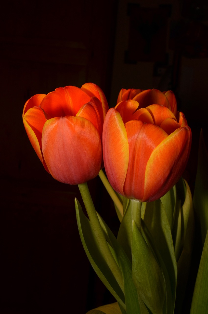 flowers tulip orange free photo