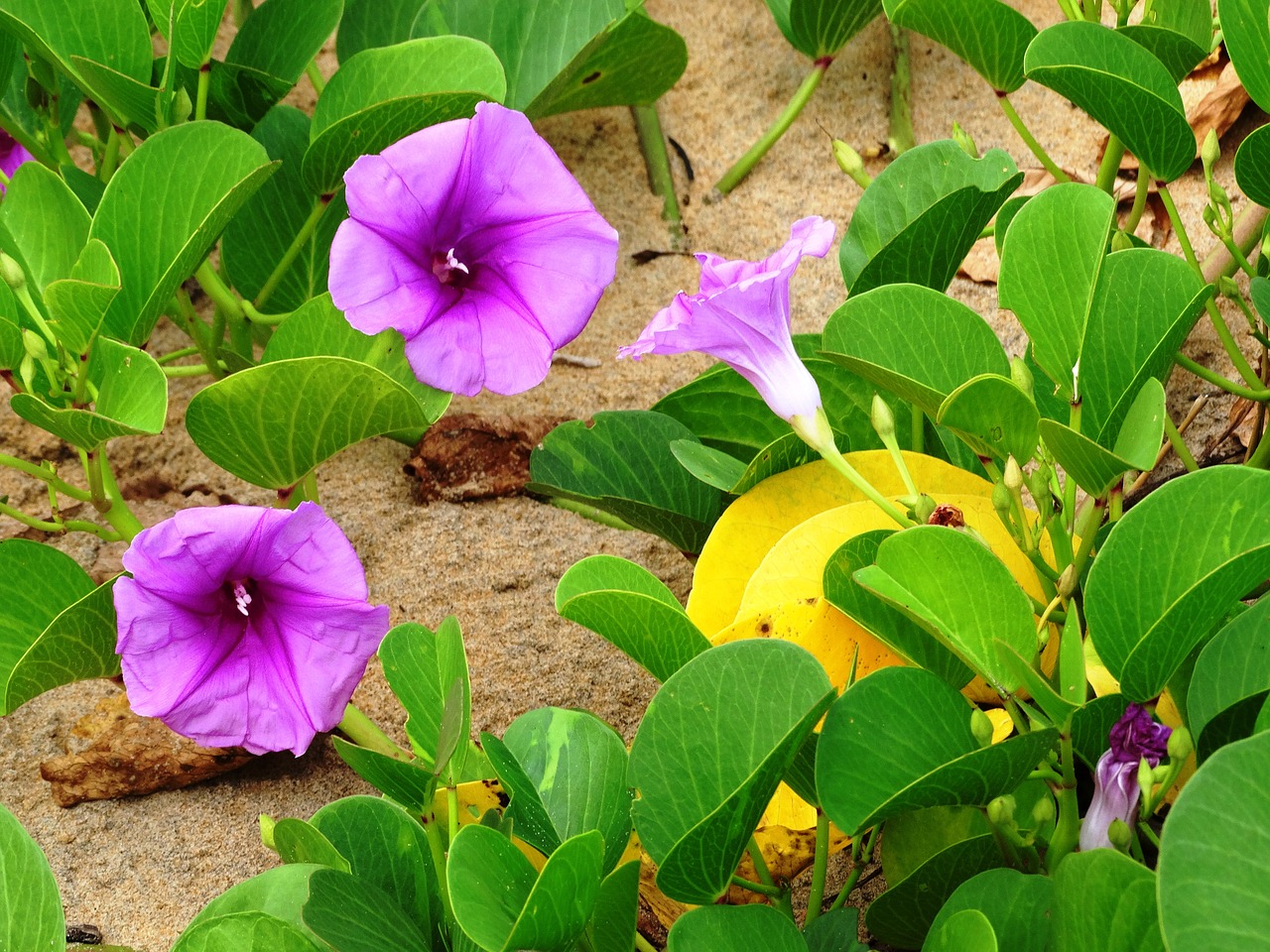 flowers beach tropical free photo