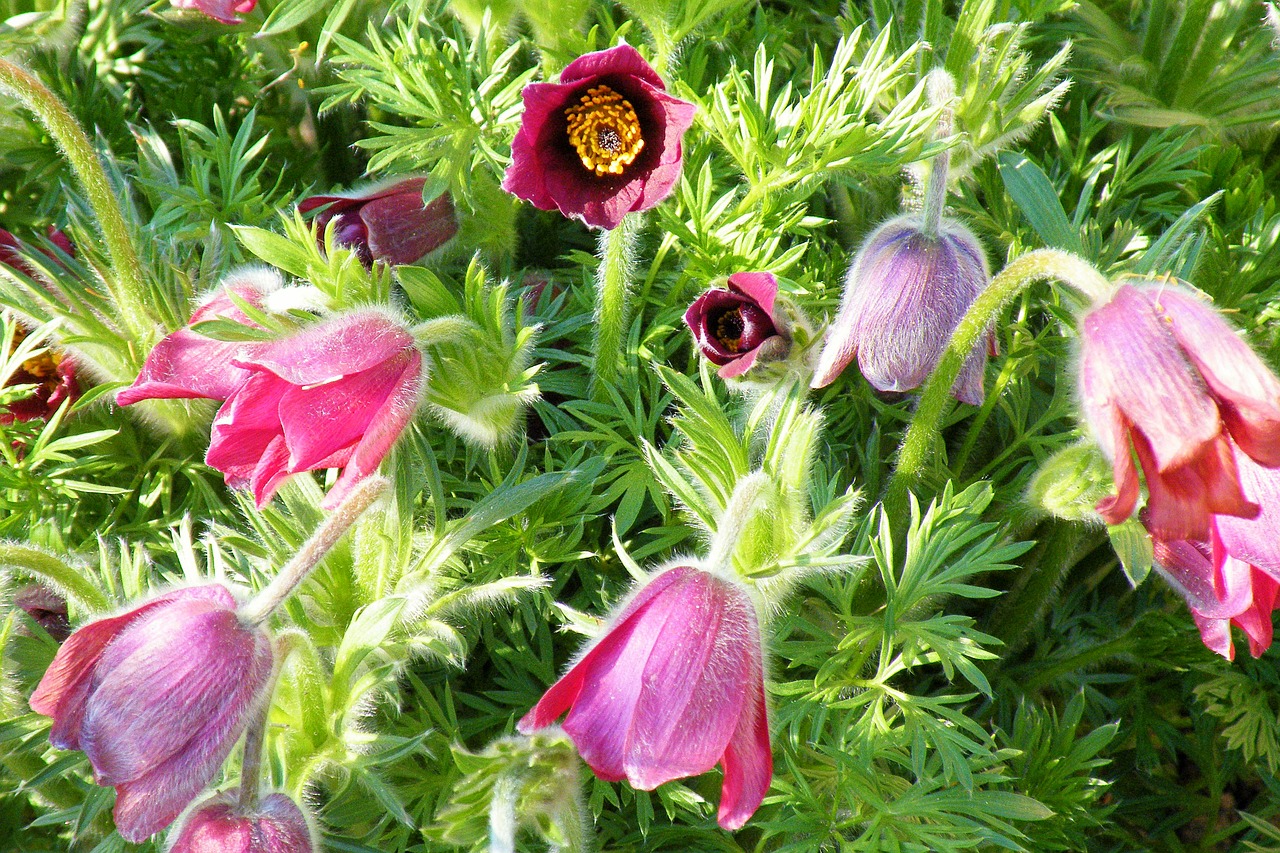 flowers pasque flower plant free photo