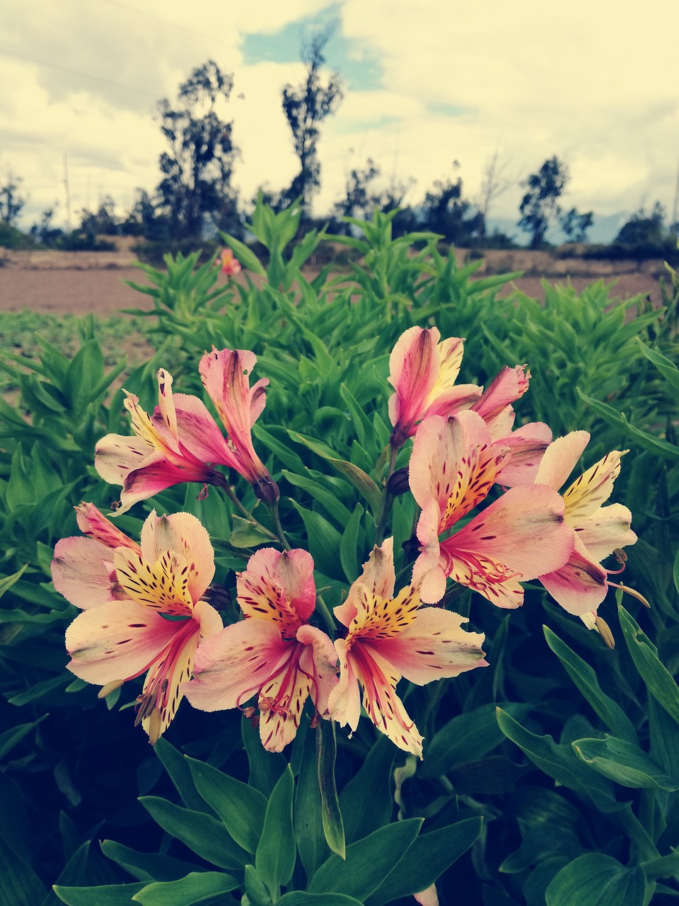 flowers nature garden free photo