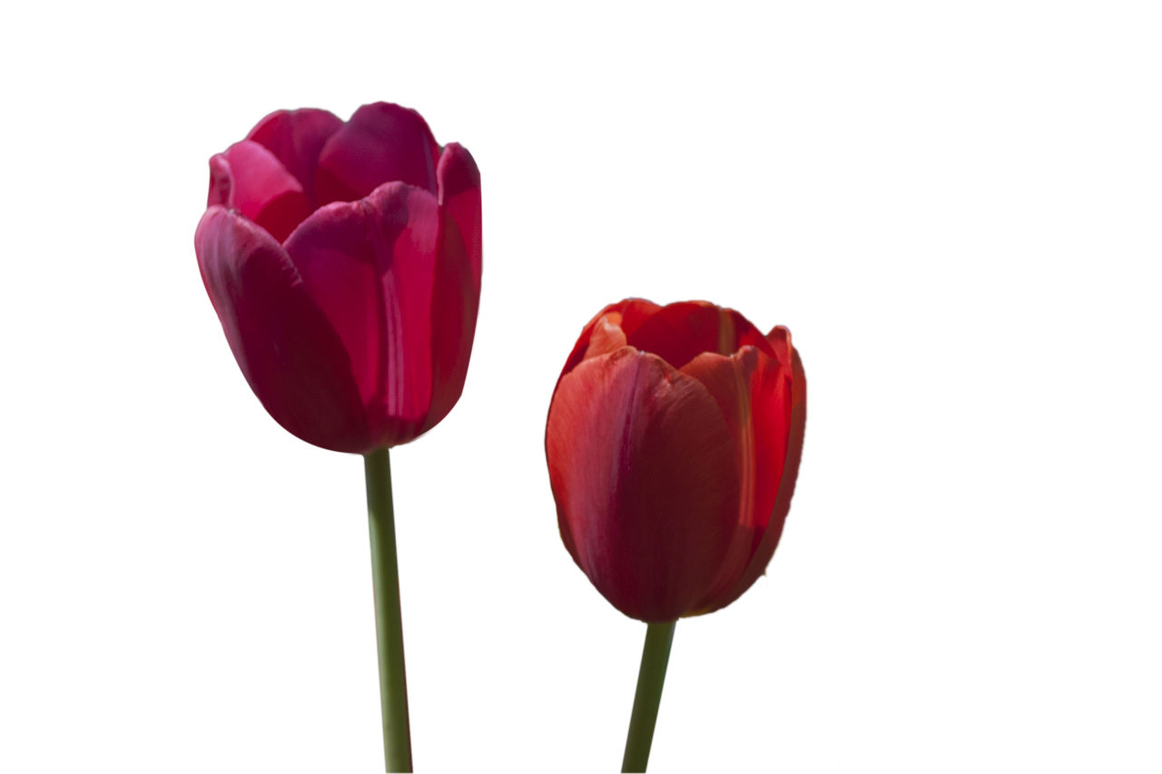 flowers tulip red free photo