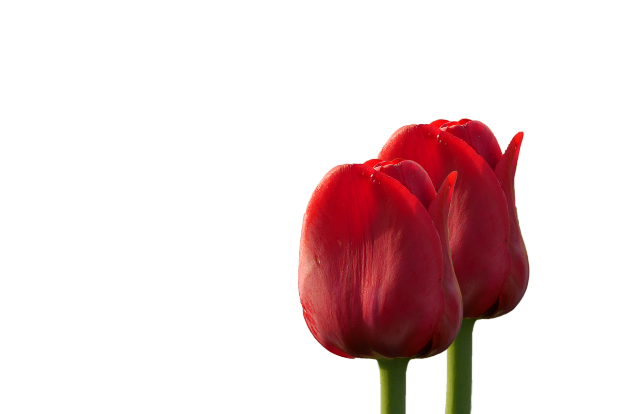 flowers tulips red free photo