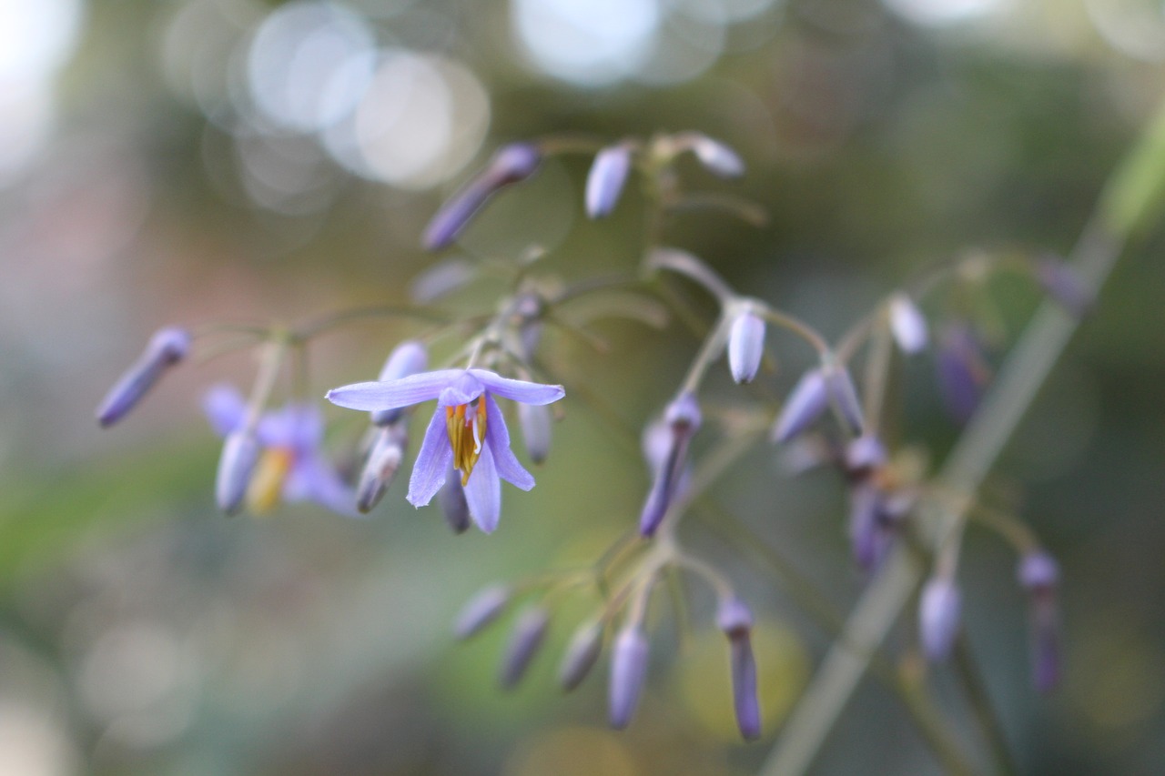 flowers purple small free photo