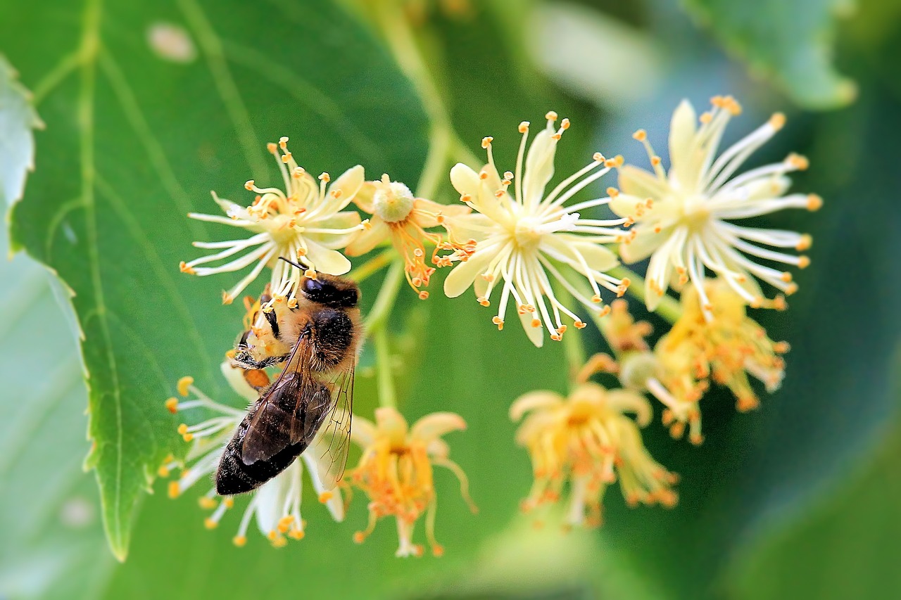 flowers insect bee free photo