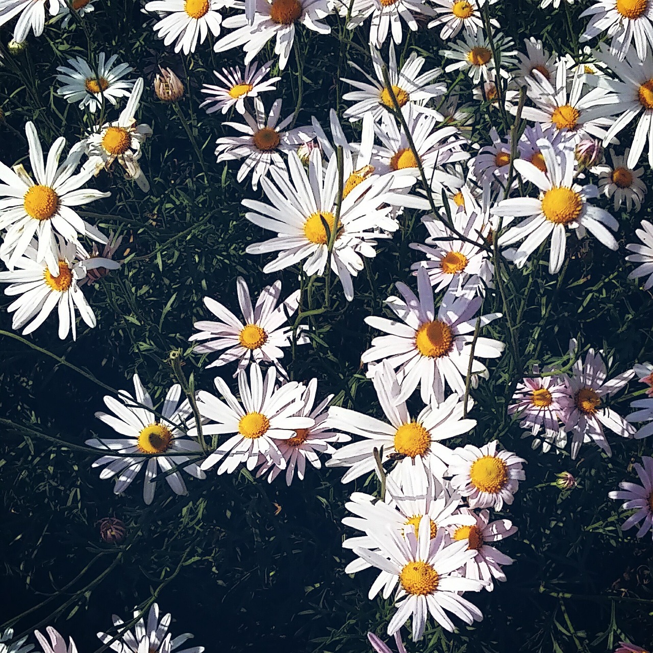 flowers daisy flower garden free photo