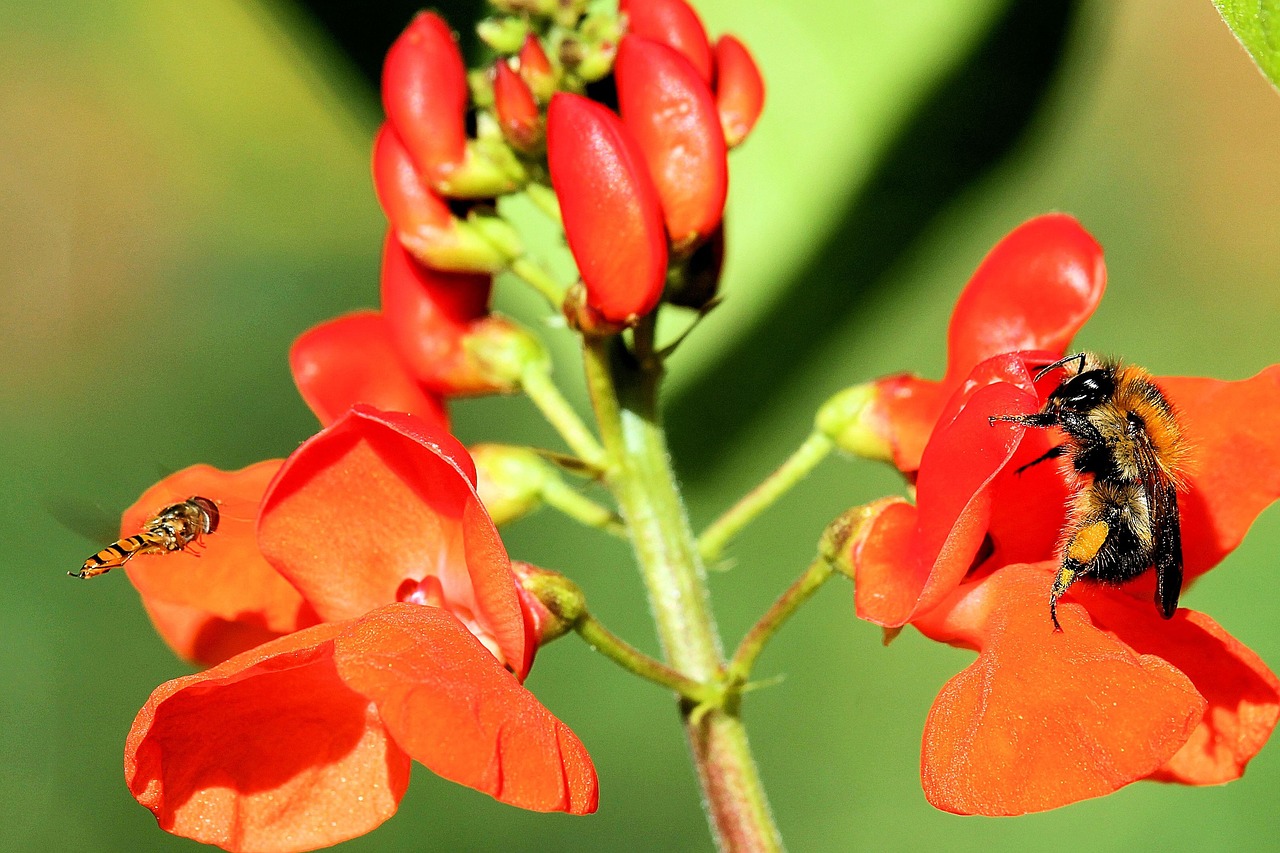 flowers flower red free photo