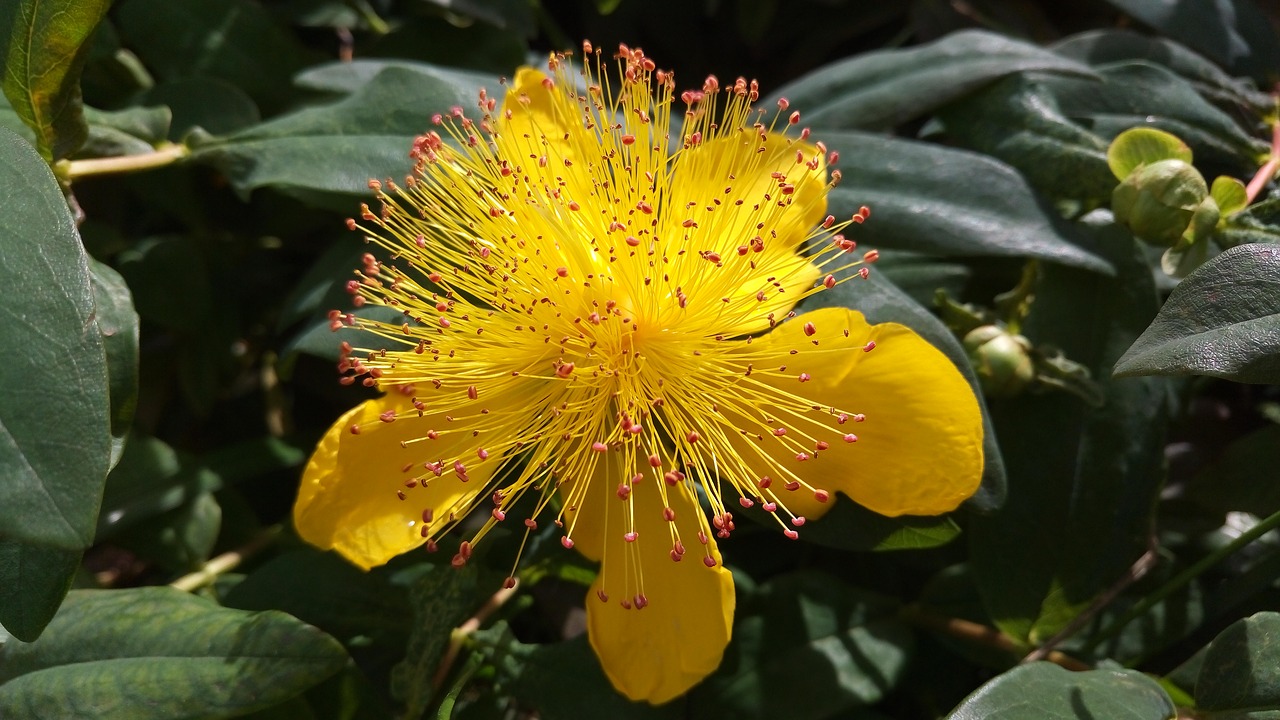 flowers yellow nature free photo