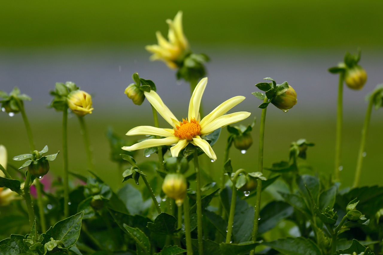 flowers yellow plant free photo