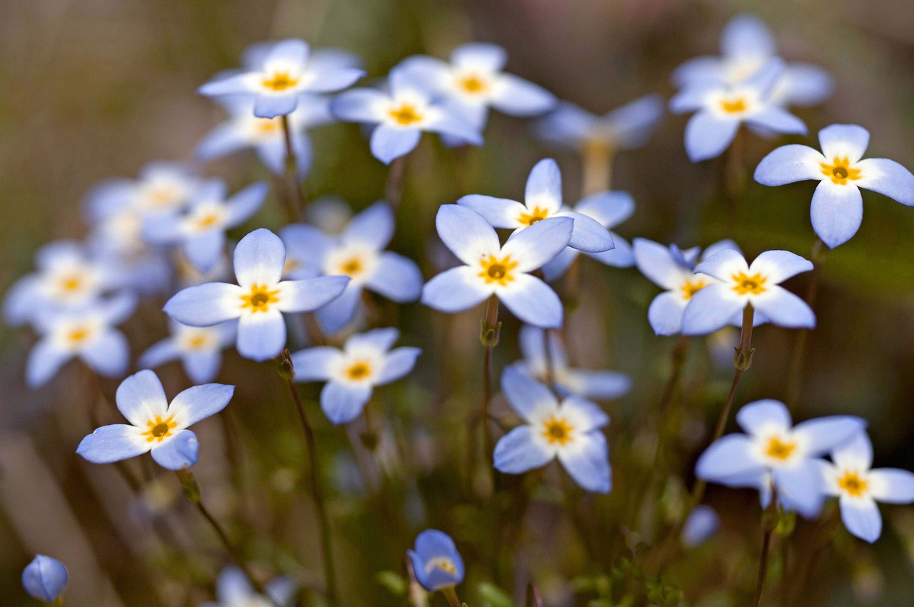 flowers bluettes spring free photo