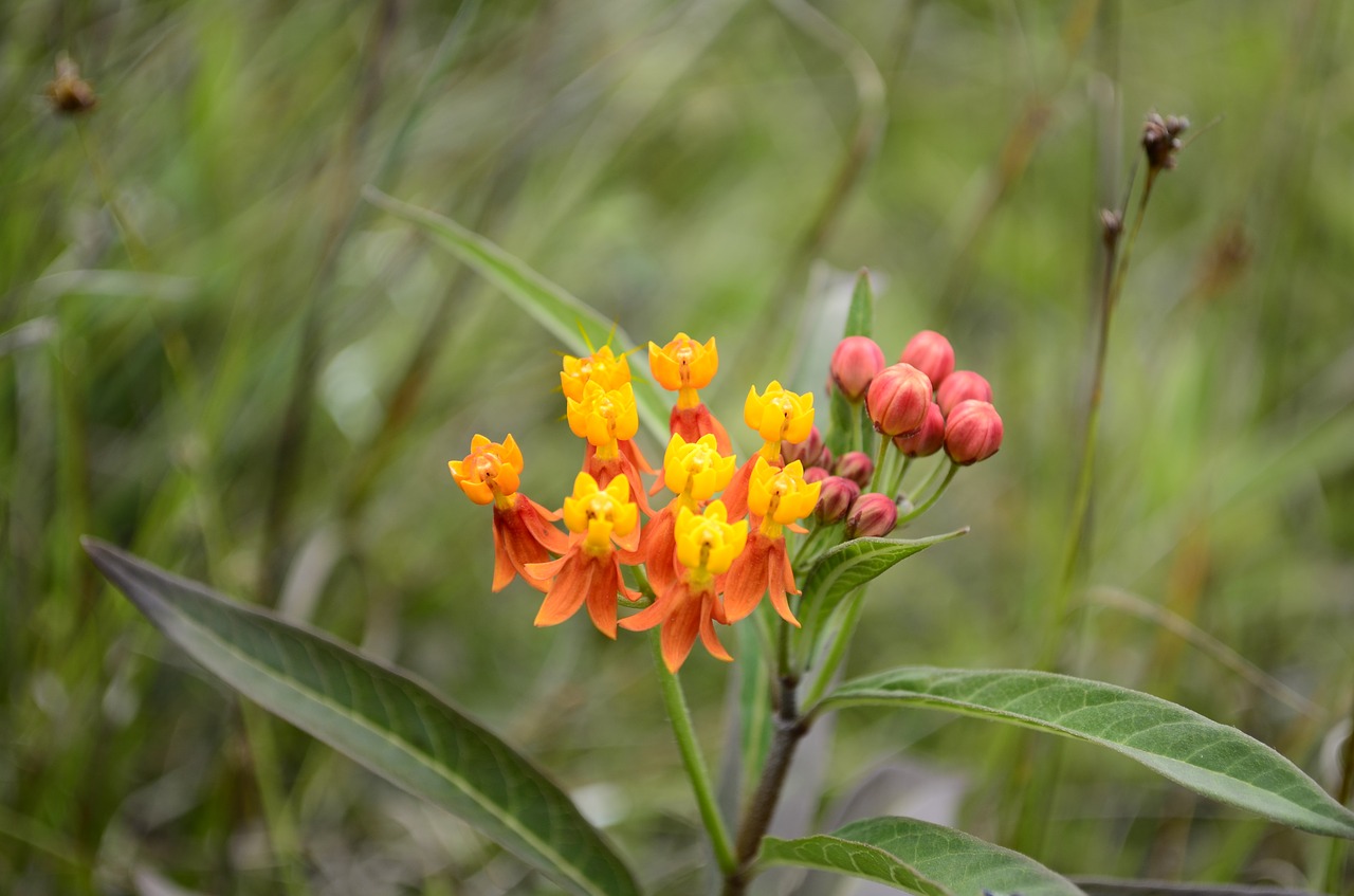 flowers plants nature free photo