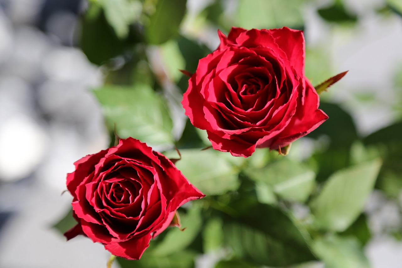 flowers red roses roses free photo