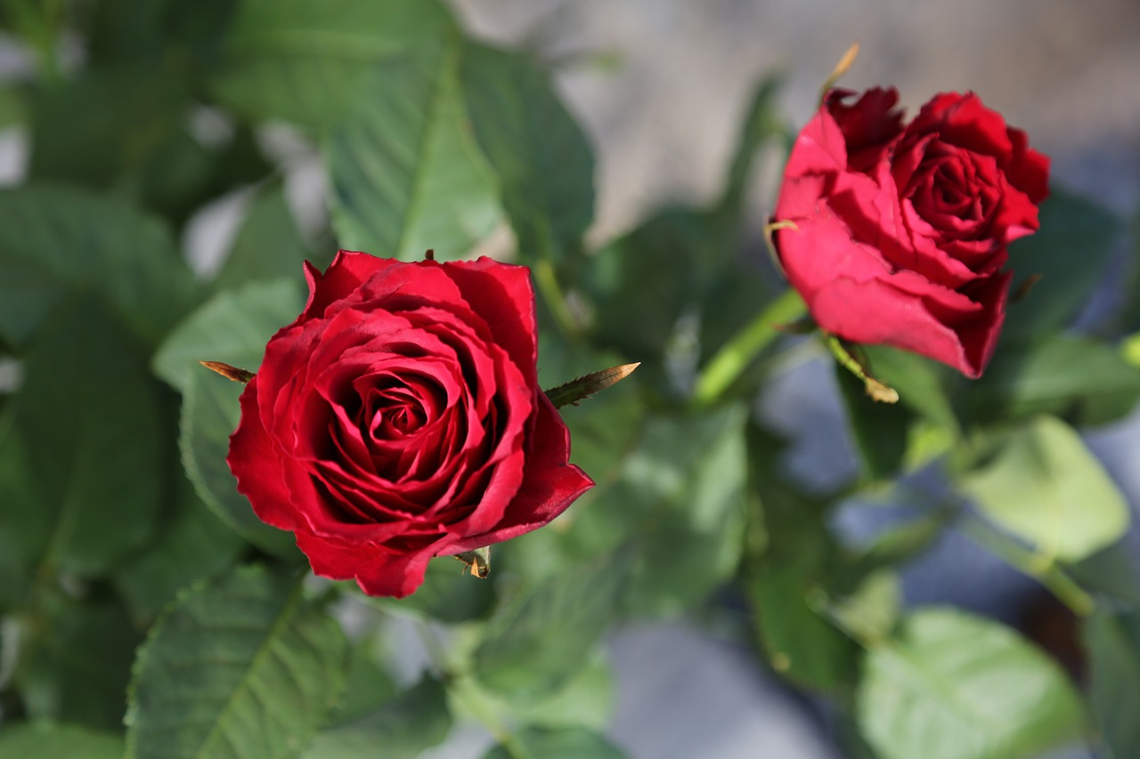 flowers red roses roses free photo