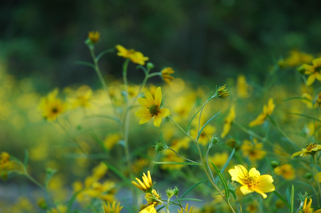 flowers buttercups floral free photo