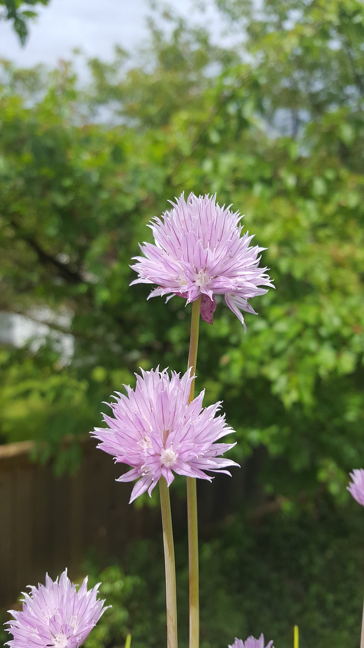 flowers chive flowers summertime free photo