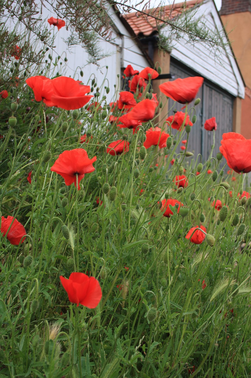 flowers poppies floral free photo