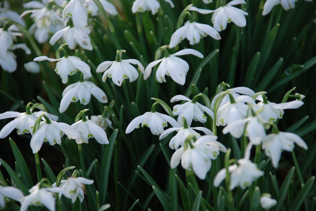 flowers snowdrops winter free photo