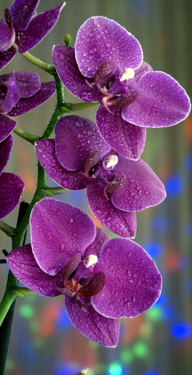 flowers orchid beautiful free photo