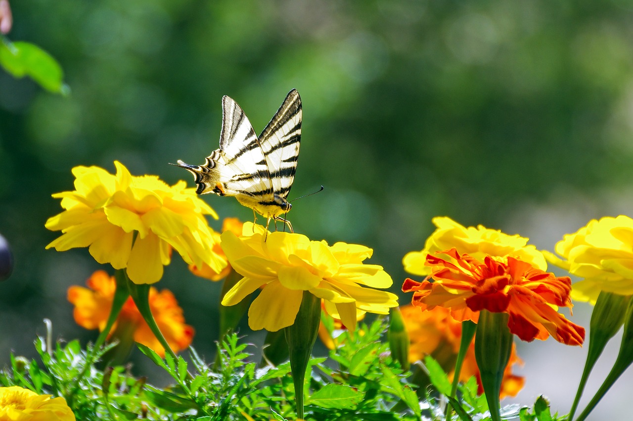 flowers marigold butterfly free photo