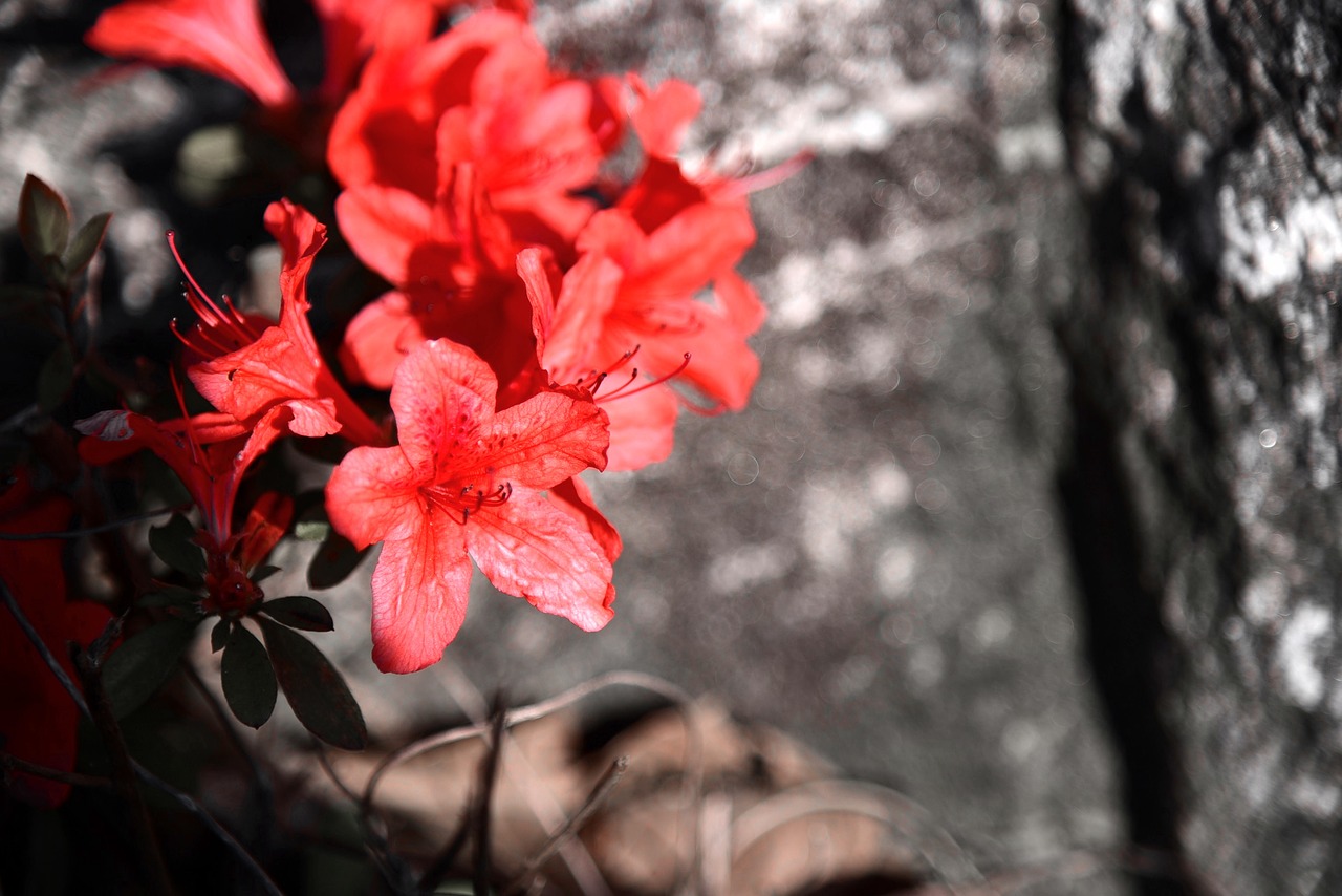 flowers pool nature free photo