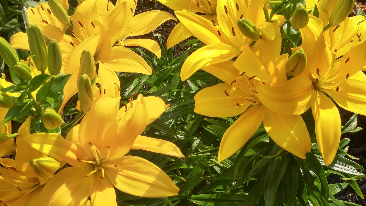 flowers yellow plant free photo