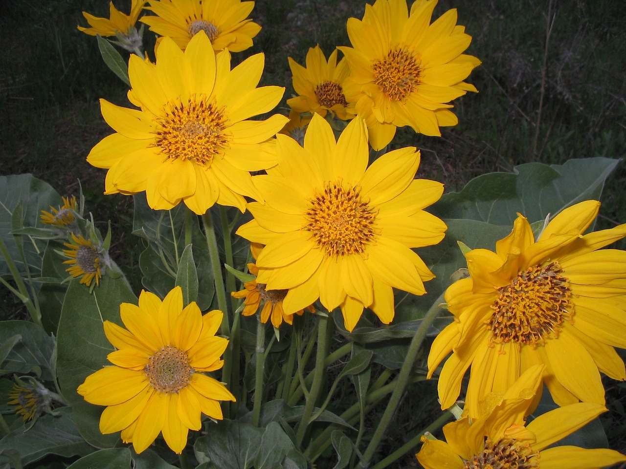 flowers wildflowers arrowleaf balsamroot free photo