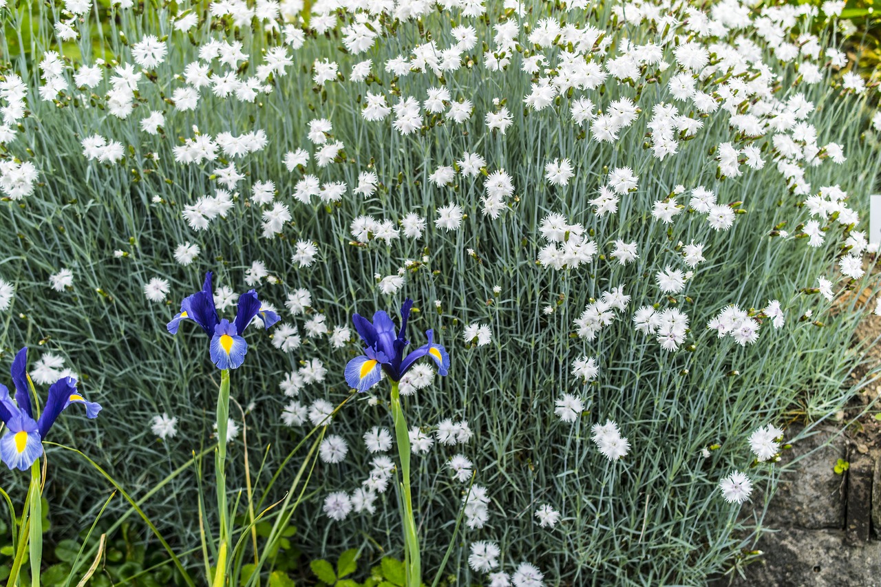 flowers plant nature free photo