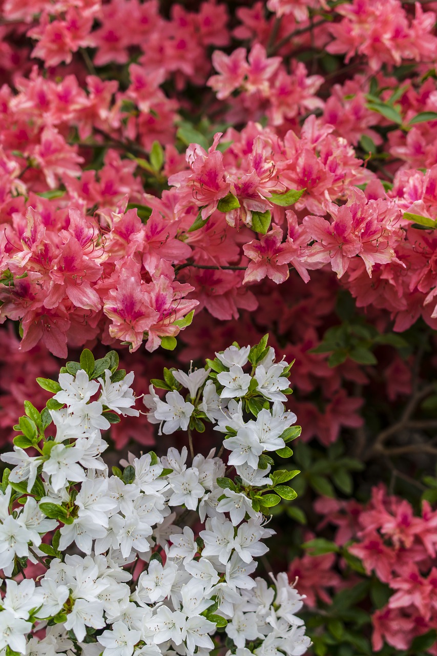 flowers plant red free photo