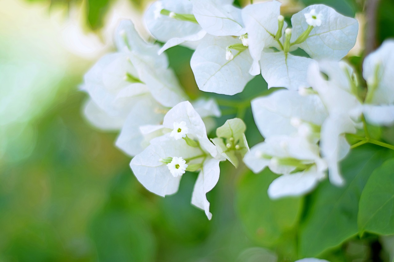 flowers white flower free photo