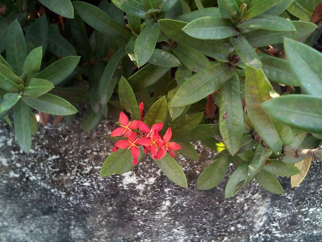 flowers flower pin red flowers free photo