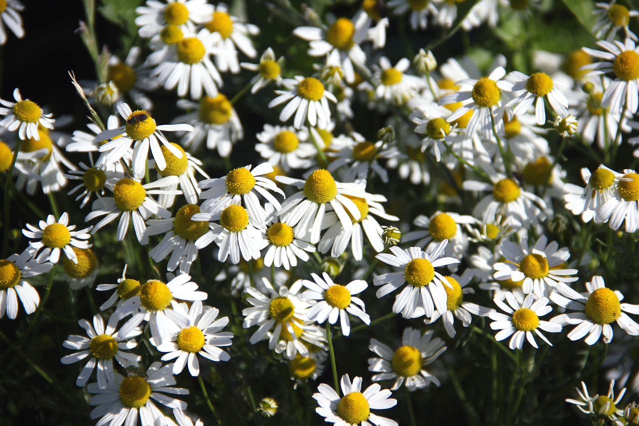 flowers false chamomile plant free photo