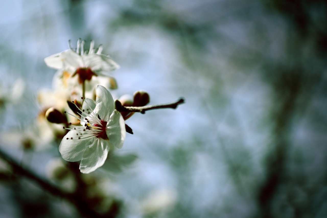 flowers spring spring flowers free photo