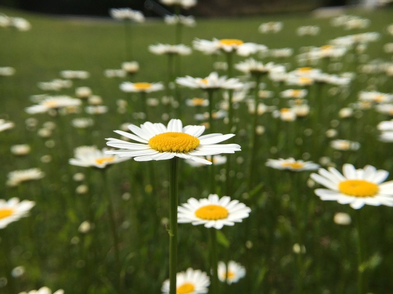 flowers blossom bloom free photo