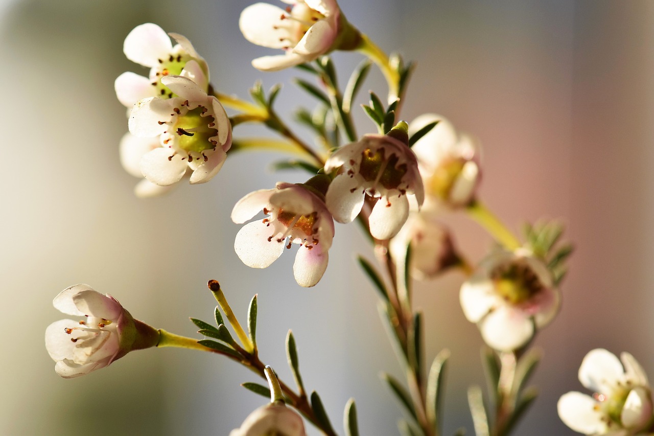 flowers white nature free photo