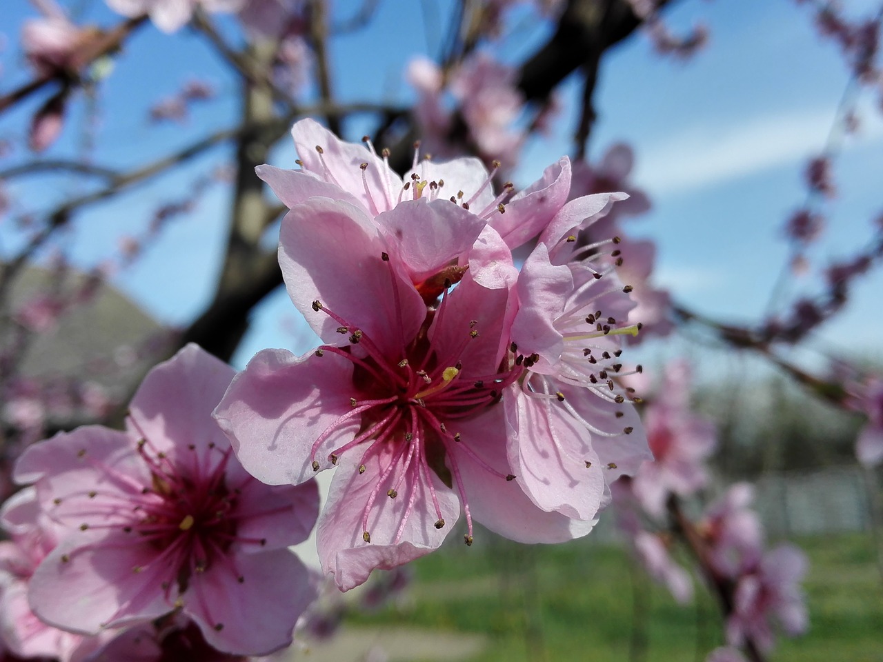 flowers spring nature free photo