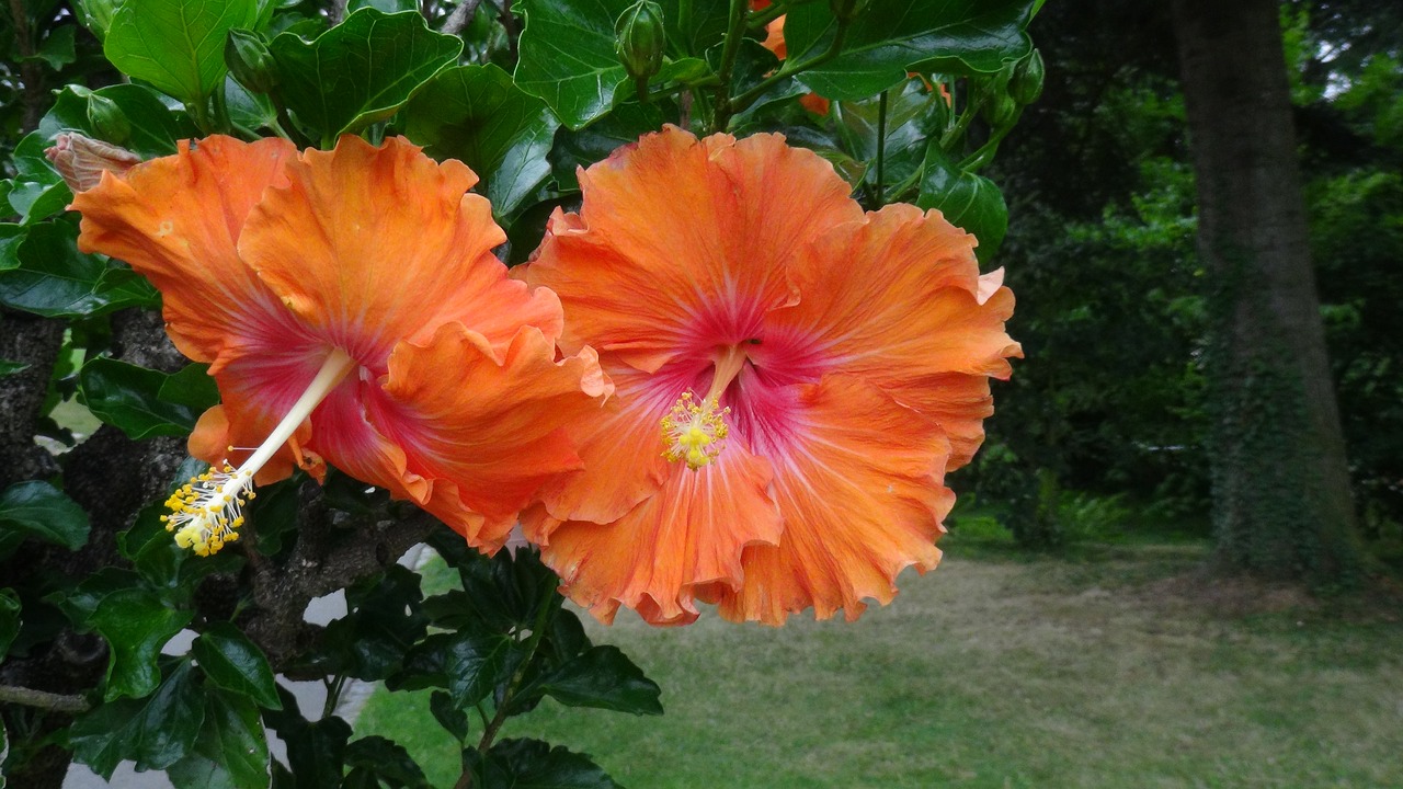 flowers hibiscus yellow orange free photo