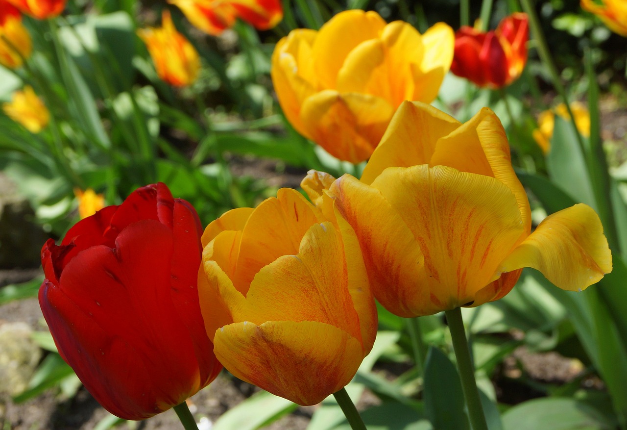 flowers spring tulips free photo