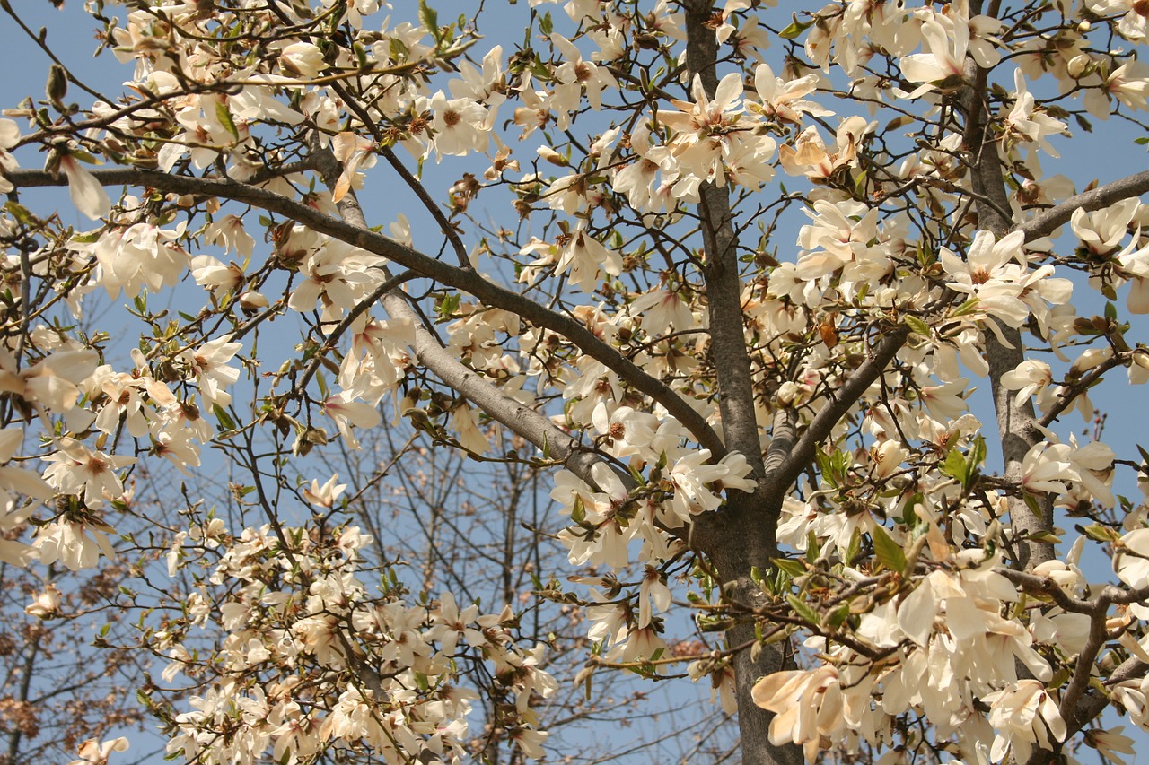 flowers flower tree spring free photo