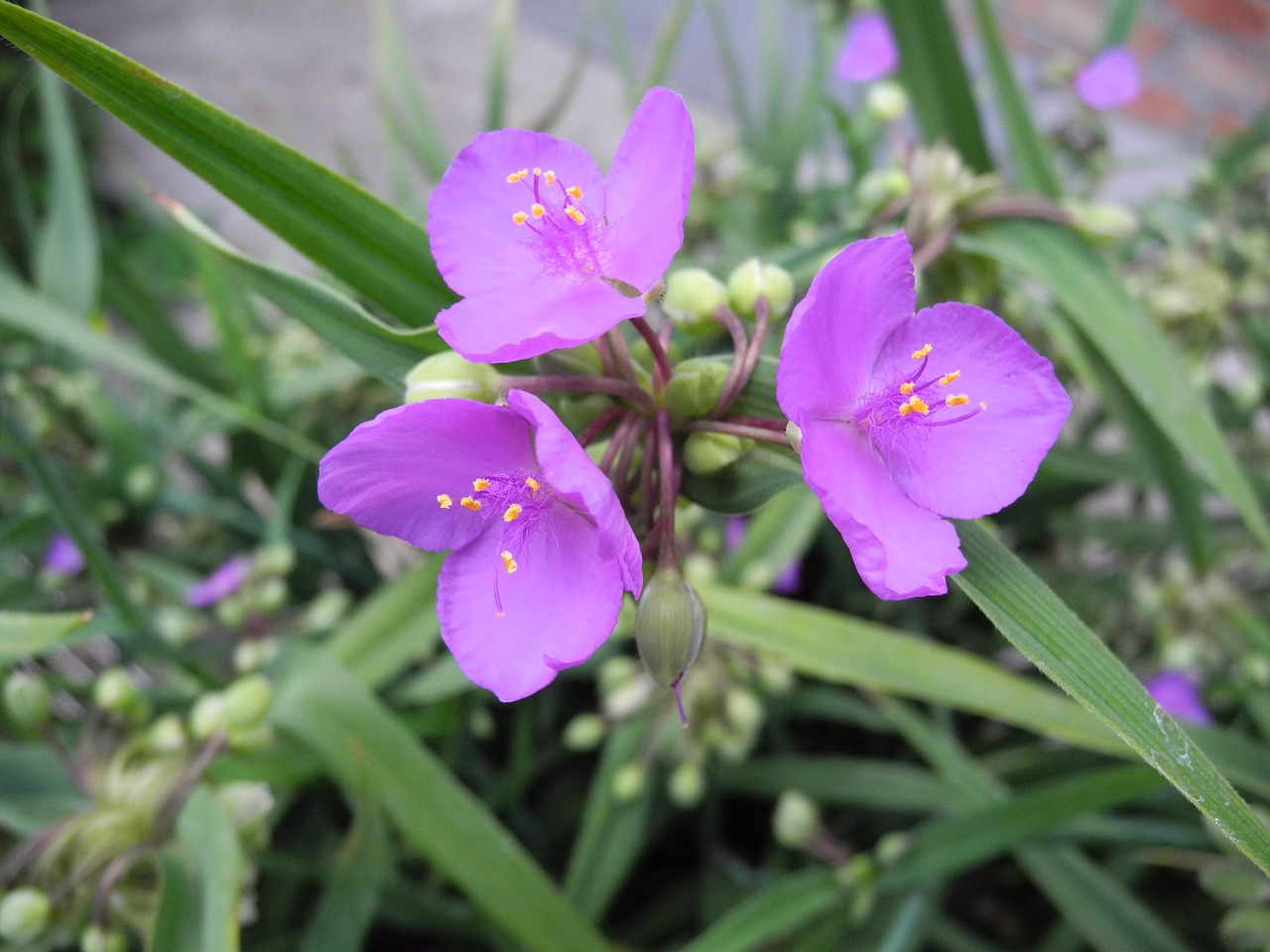 flowers purple macro free photo