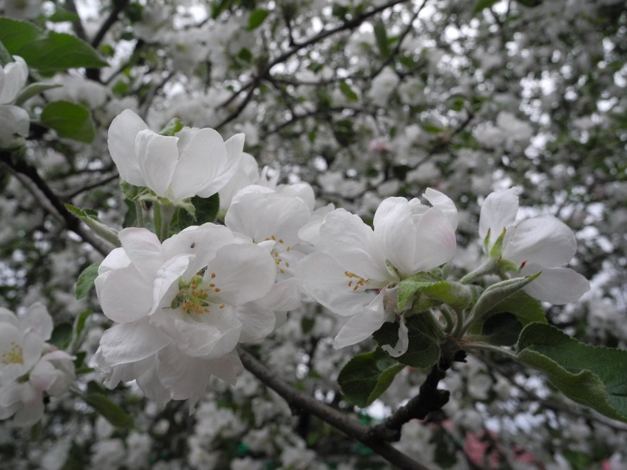 flowers apple tree apple blossoms free photo
