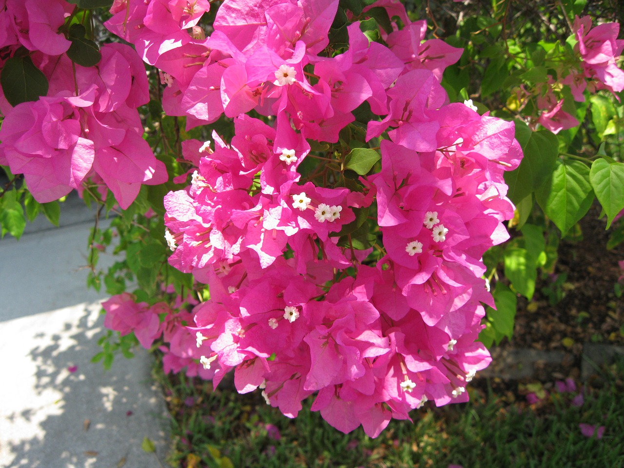 flowers pink nature free photo