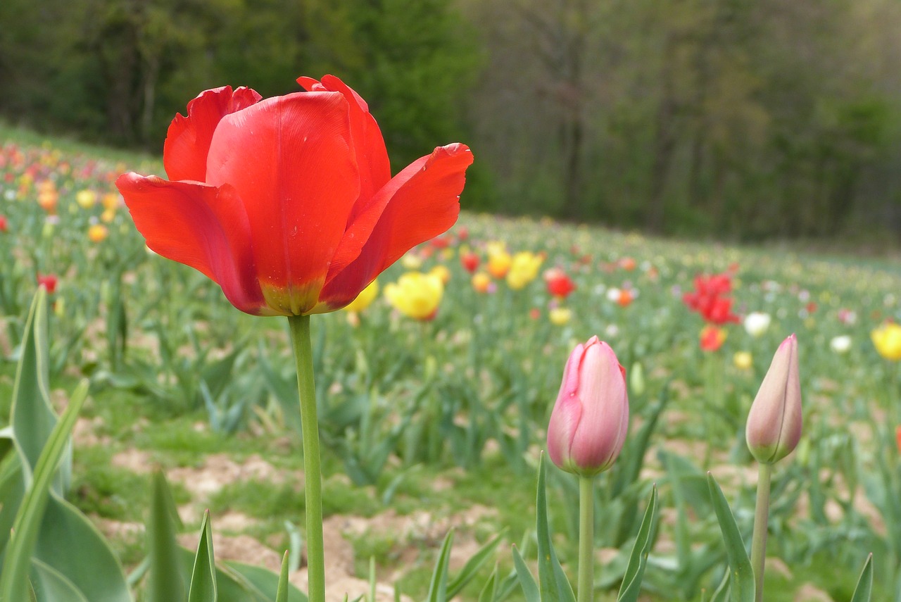 flowers nature spring free photo