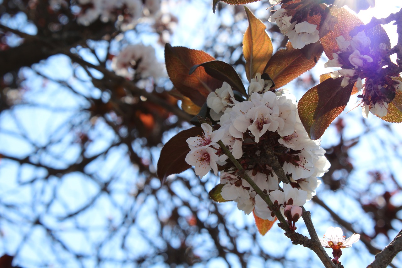 flowers nature plants free photo