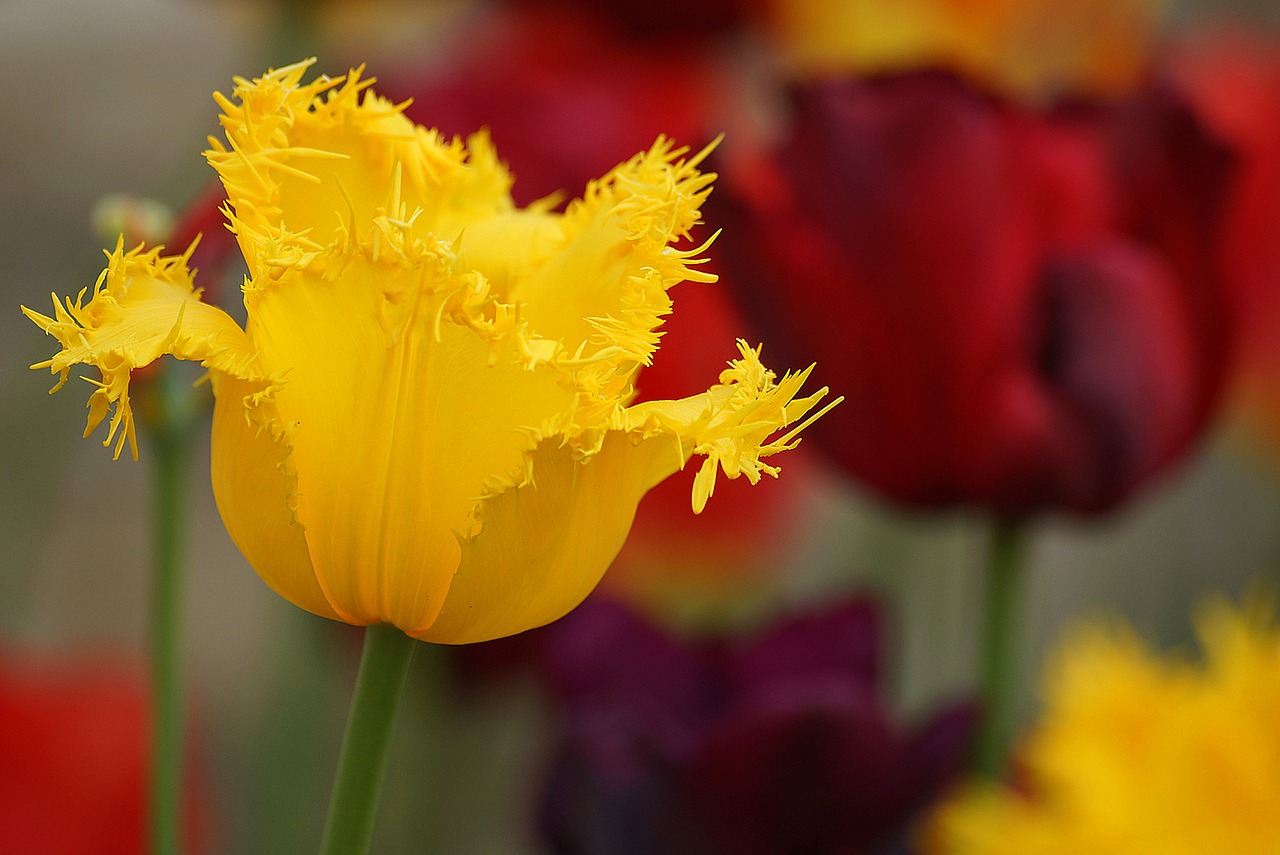 flowers tulips plant free photo