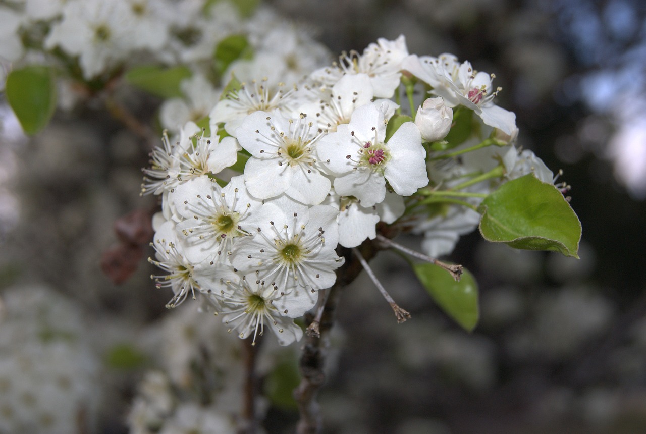 flowers spring blossoms free photo