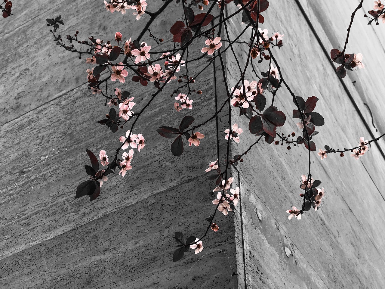 flowers branches spring free photo