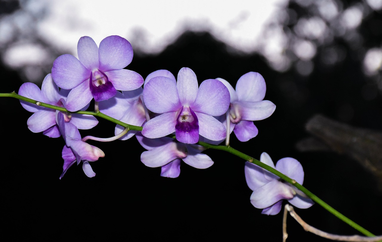 flowers orchid flower garden free photo