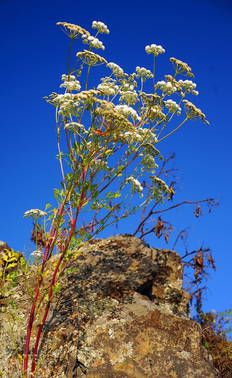 flowers rocks mountain altai free photo